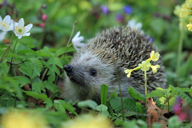 hedgehog 548335 640