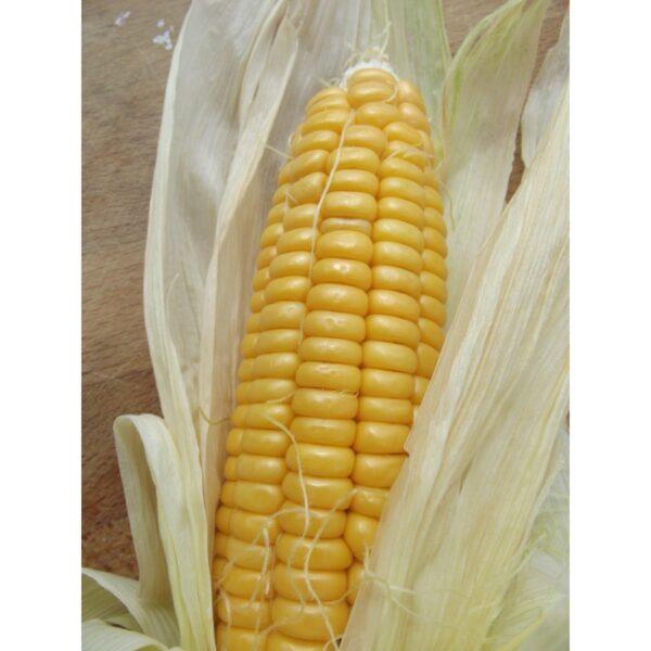 Graines de Maïs Doux Golden Bantam – Variété Ancienne et Sucrée
