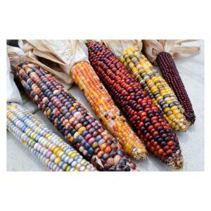 Graines de Maïs Indien – Variété Colorée et Reproductible
