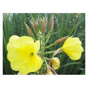 Semences d’Onagre (Oenothera biennis)