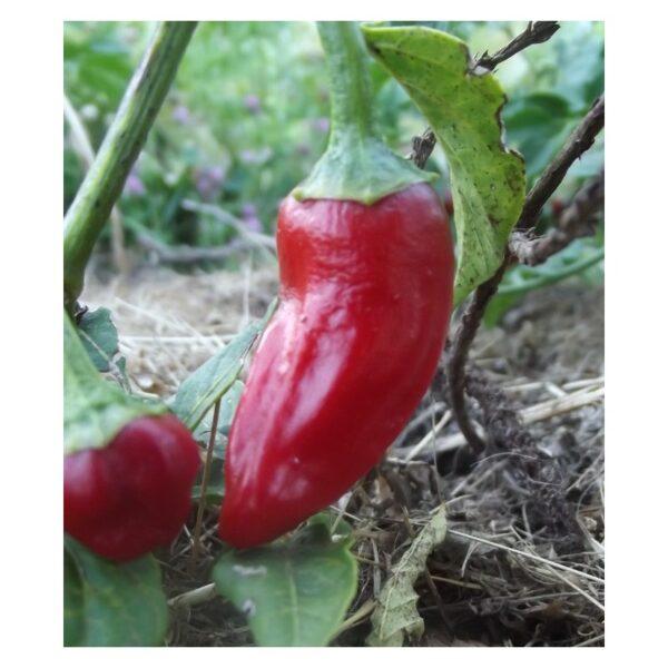 Semences de Piment de la Bresse (Capsicum annuum)
