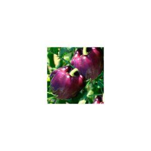 Semences de Poivron Oda (Capsicum annuum)