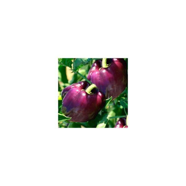 Semences de Poivron Oda (Capsicum annuum)