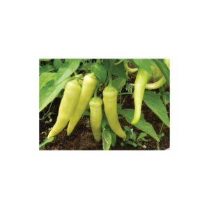 Semences de Poivron Sweet Banana (Capsicum annuum)