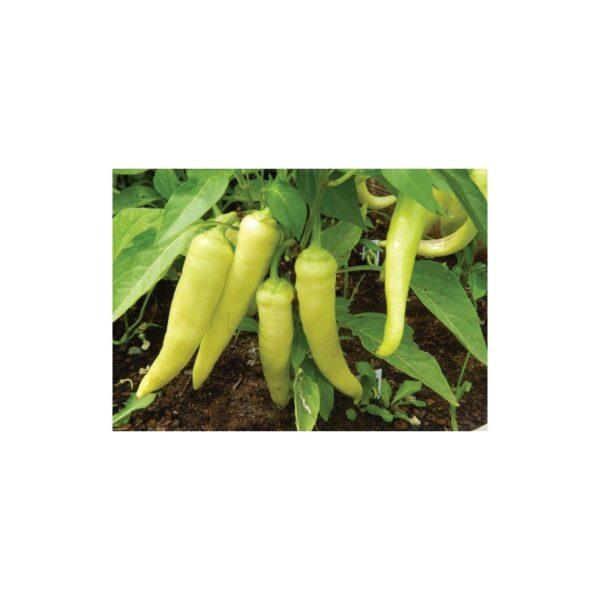 Semences de Poivron Sweet Banana (Capsicum annuum)
