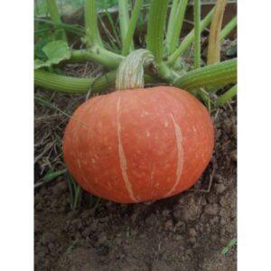 Semences de Potimarron (Cucurbita maxima)