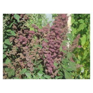 Graines de Quinoa Colorado Black Shelly – Variété Rustique et Nutritive