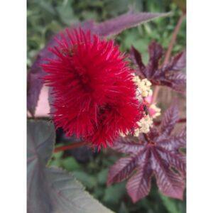 Graines de Ricin – Plante Ornementale Exotique et Majestueuse
