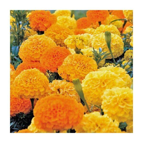 Semences de Rose d’Inde Crackerjack Mix (Tagetes erecta)