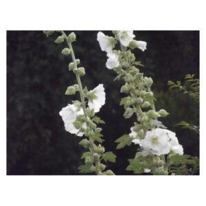 Graines de Rose Trémière Blanche – Plante Vivace à Floraison Abondante