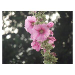 Graines de Rose Trémière Rose – Fleurs Vivaces et Rustiques pour Jardin