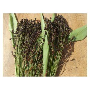 Graines de Sorgho Black Amber Cane – Variété Sucrière et Fourragère