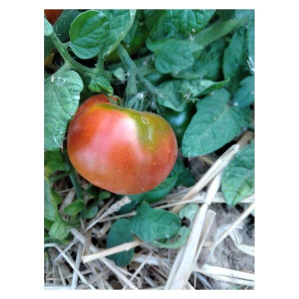 Semences de Tomate Altajsky Urozajnij (Solanum lycopersicum)