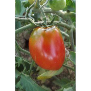 Semences de Tomate Amish Paste (Solanum lycopersicum)
