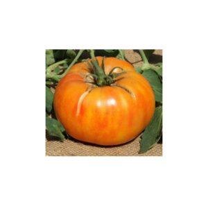 Semences de Tomate Ananas (Solanum lycopersicum)