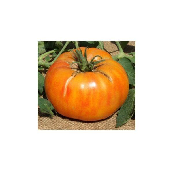 Semences de Tomate Ananas (Solanum lycopersicum)