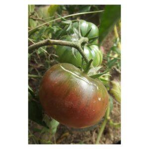 Semences de Tomate Black From Tula (Solanum lycopersicum)