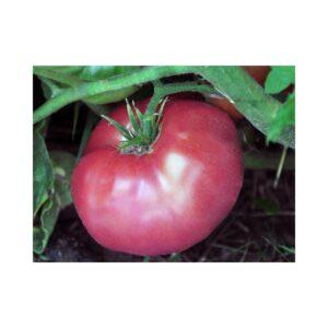 Semences de Tomate Brandywine Rose (Solanum lycopersicum)