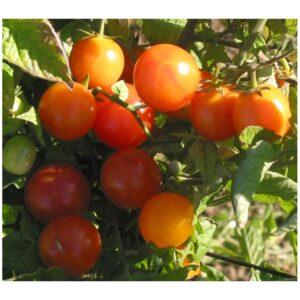 Graines de Tomate Cerise – Variété Sucrée et Productive