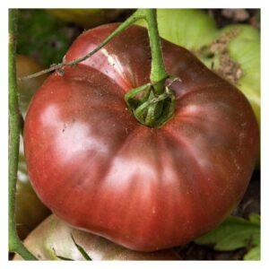 Semences de Tomate Cherokee Purple (Solanum lycopersicum)