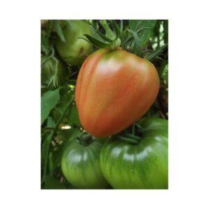 Graines de Tomate Cœur de Bœuf – Variété Ancienne et Charnue
