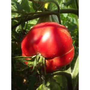 Semences de Tomate Cœur de Bœuf de Nice (Solanum lycopersicum)