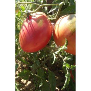 Semences de Tomate Cœur de Bœuf Hongrois (Solanum lycopersicum)