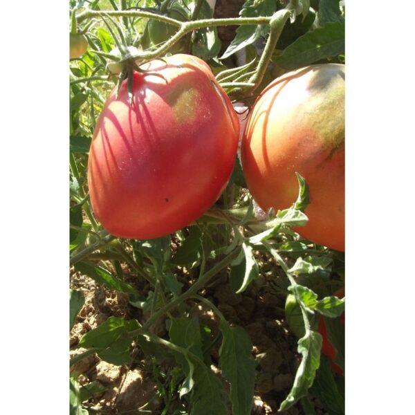 Semences de Tomate Cœur de Bœuf Hongrois (Solanum lycopersicum)