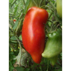 Semences de Tomate Cornue des Andes (Solanum lycopersicum)