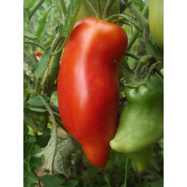 Semences de Tomate Cornue des Andes (Solanum lycopersicum)