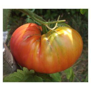 Semences de Tomate Dingo Eye (Solanum lycopersicum)