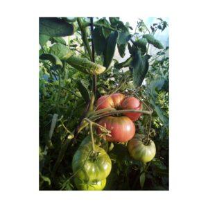 Semences de Tomate German Johnson Pink (Solanum lycopersicum)
