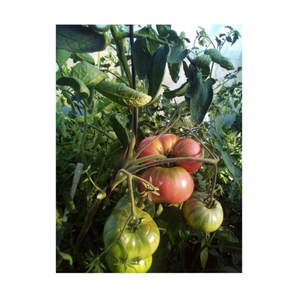 Semences de Tomate German Johnson Pink (Solanum lycopersicum)