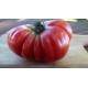 Semences de Tomate Granny Cantrell (Solanum lycopersicum)