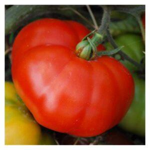 Semences de Tomate Marmande (Solanum lycopersicum)