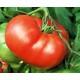 Semences de Tomate Mortgage Lifter (Solanum lycopersicum)