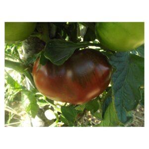 Semences de Tomate Noire Black Aisberg (Solanum lycopersicum)
