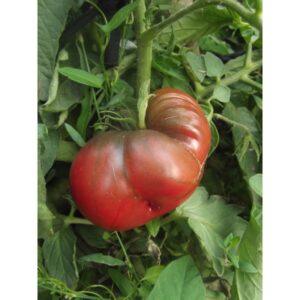 Semences de Tomate Noire de Crimée (Solanum lycopersicum)