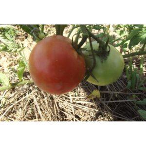 Semences de Tomate Perestroïka (Solanum lycopersicum)