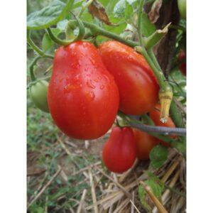 Graines de Tomate Roma VF – Variété Résistante et Idéale pour Sauces et Conserves