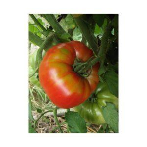 Semences de Tomate Russe (Solanum lycopersicum)