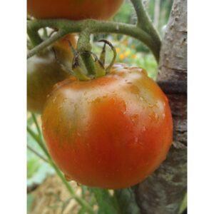 Graines de Tomate Saint Pierre – Variété Ancienne, Productive et Résistante