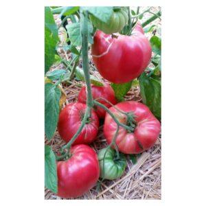 Semences de Tomate Soldaki (Solanum lycopersicum)