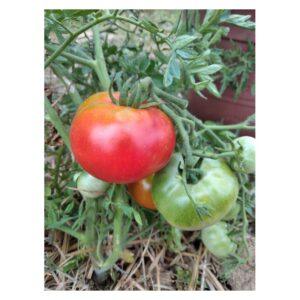 Semences de Tomate Silvery Fir Tree / Serebritaya El (Solanum lycopersicum)