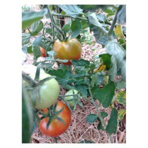 Semences de Tomate Zarianka (Solanum lycopersicum)