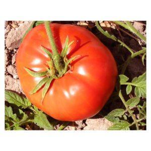 Semences de Tomate Zogola (Solanum lycopersicum)