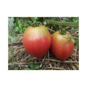 Semences de Tomate Anna Russian (Solanum lycopersicum)