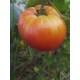 Semences de Tomate Striped German (Solanum lycopersicum)