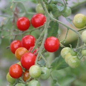 Semences de Tomate Cerise Rouge Centiflor (Solanum lycopersicum)