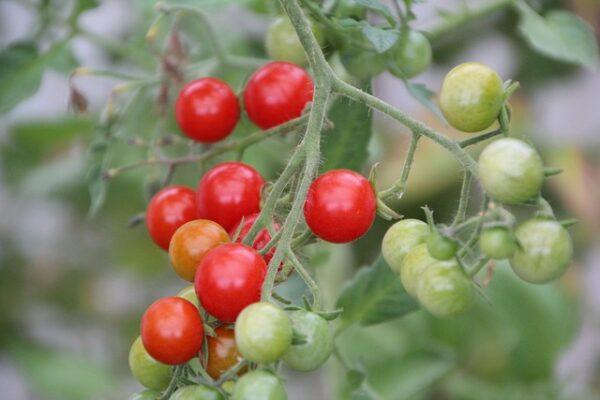 Semences de Tomate Cerise Rouge Centiflor (Solanum lycopersicum)